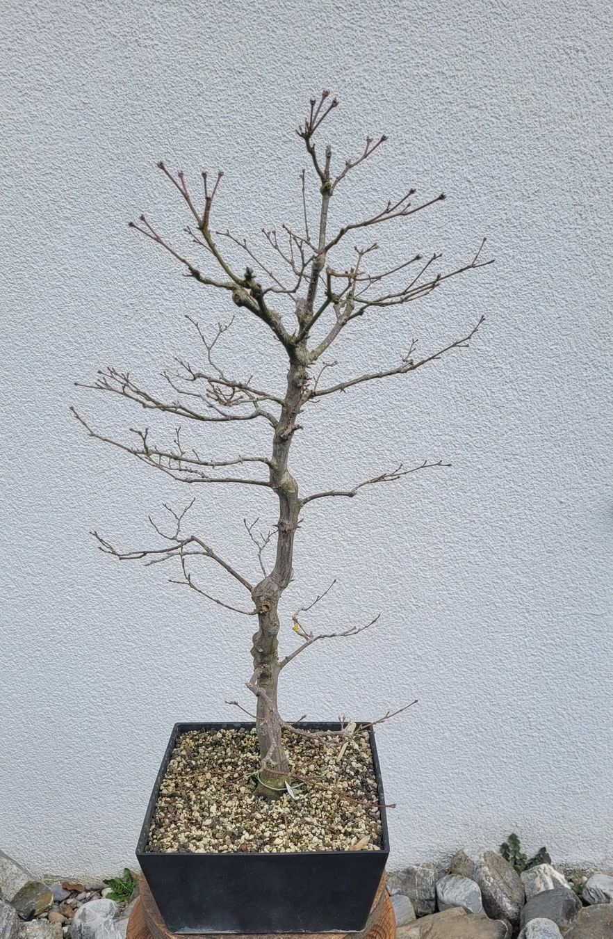 groß bonsai schneiden Scharfe Bonsai Schere aus Stahl main image 0