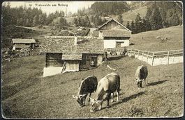 BRÜNIG Viehweide mit Kühen