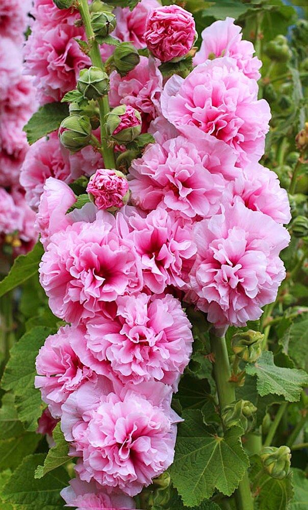 Piante & sementi: 100 Samen Stockrose CHATER'S  ROSE – Nuovo (secondo la descrizione) da Ehrendingen venduto da VerveinaSamen 6