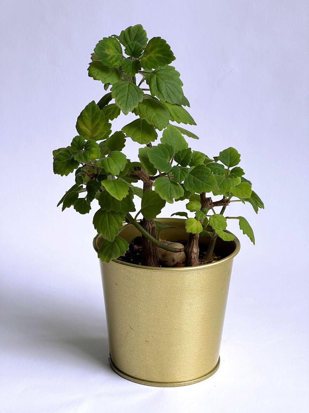 Pflanzen & Samen: PLECTRANTHUS***** – Neu (gemäss Beschreibung) aus Dübendorf von Orchid18 2