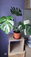 Monstera Thai Constellation superbe adulte en pot