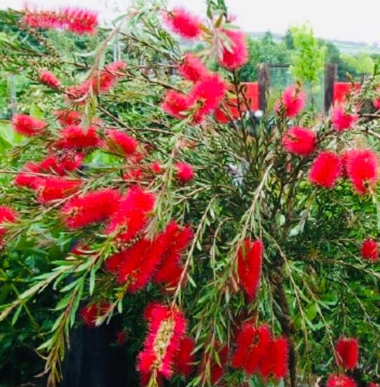 Piante & sementi: 10 samen Tropischer Busch "CALLISTEMON CITRINUS" + Anweisung – Nuovo e nell'imballaggio originale da Rovio venduto da POSITIFFARTandPLANTS 7