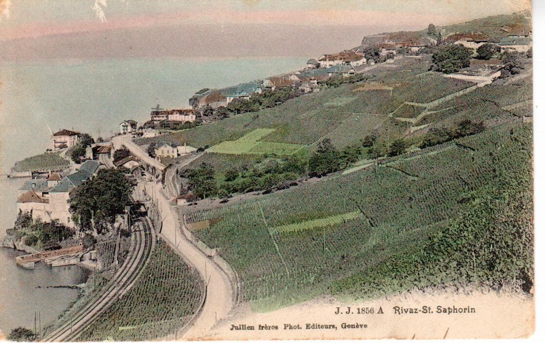 Ansichtskarten: Rivaz - St.Saphorin 1914 – Gebraucht aus Wolhusen von Curver9