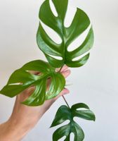 Monstera minima Kopfsteckling😍