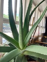 Grosse Bio Aloe Vera inklusive Tontopf. Zimmerpflanze