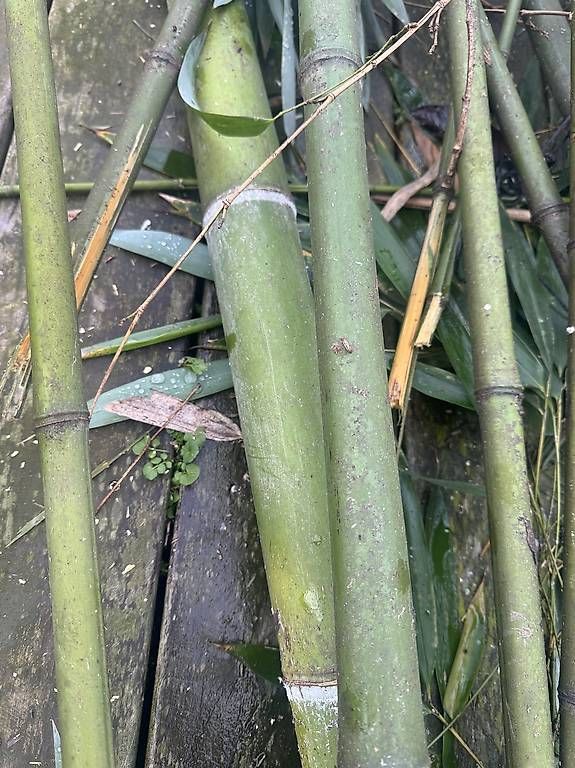Pflanzen & Samen: Bamboo – Gebraucht aus Vionnaz von ric_9nvy 1