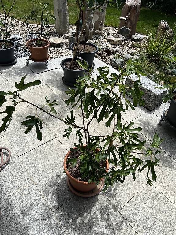 Pflanzen & Samen: Feigenbaum inkl. Kübel – Gebraucht aus Riniken von Rikaner