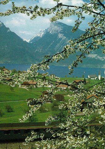 Cartoline postali: Ansichtskarte Spiez am Thunersee 1986 – Usato da Ebmatingen venduto da desalli