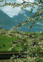 Ansichtskarte Spiez am Thunersee 1986