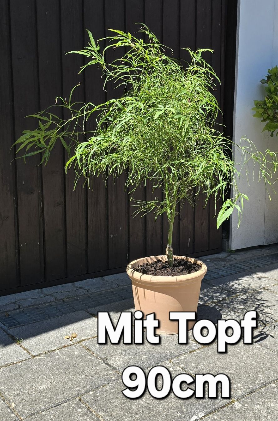 Piante & sementi: Japanischen Fächerahorn 'Koto-no-ito'  – Nuovo (secondo la descrizione) da Aarburg venduto da popkorn65