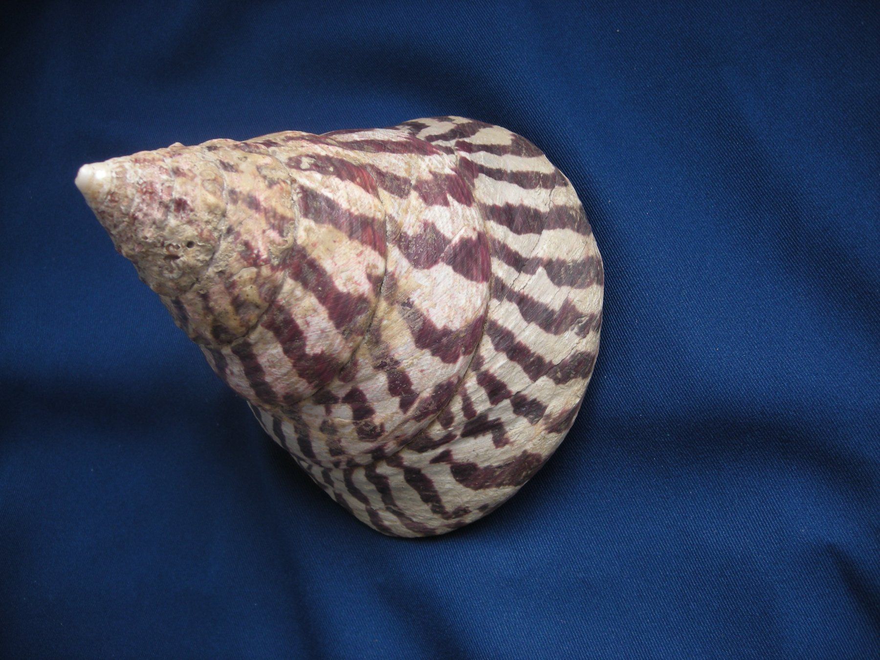 Fossili: Wunderschöne Muschel Philippinen 11 cm11 cm schwer – Usato da Spreitenbach venduto da Sniper8952 4
