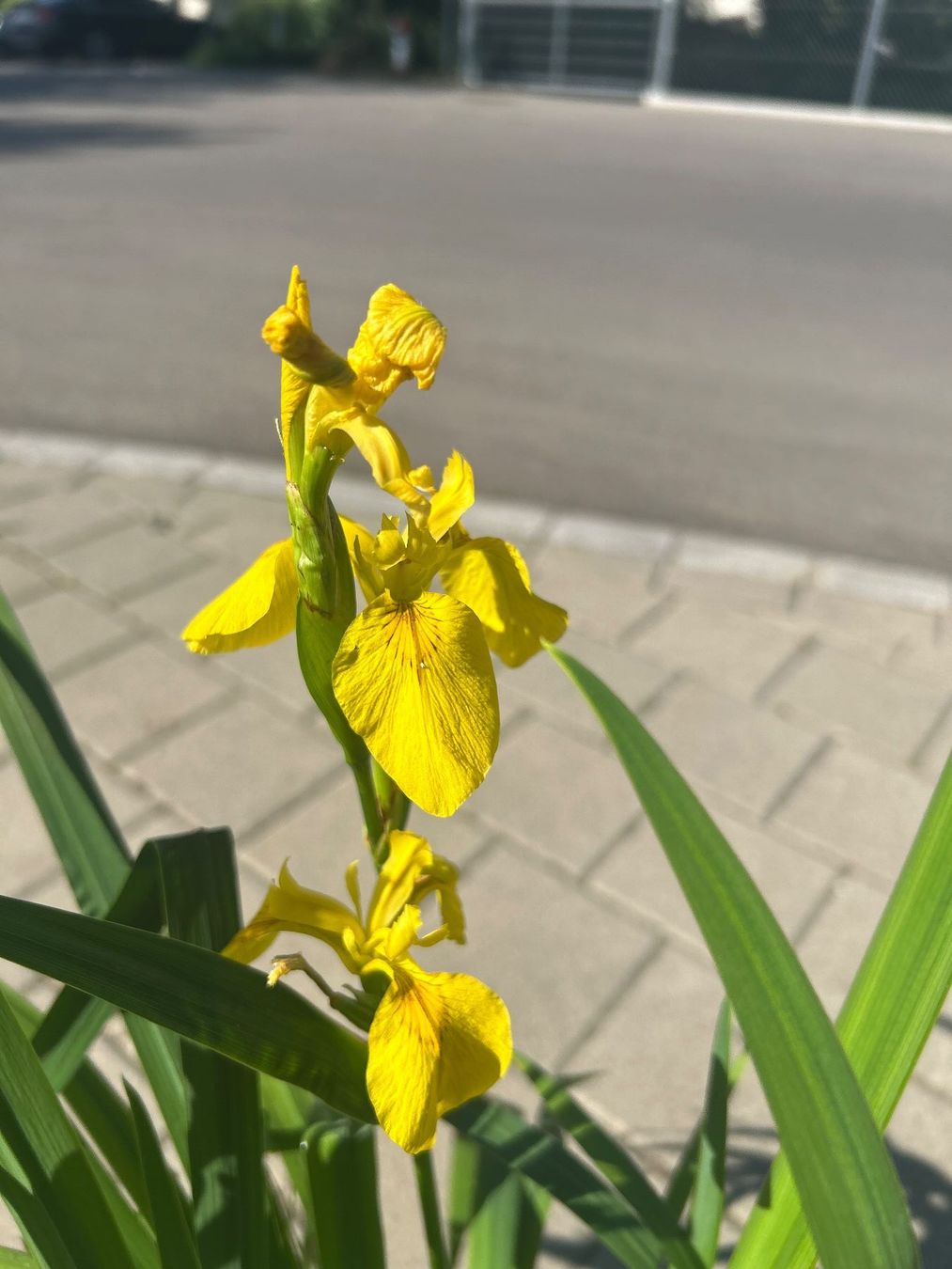 Piante & sementi: Schwertlilie und Physalis im Topf – Usato da Frauenfeld venduto da Irene.Schuppli