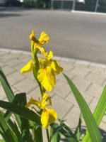 Schwertlilie und Physalis im Topf