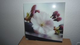 leinwand bild  orchidde