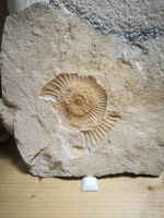 Fossil Ammonit versteinert, sehr schönes Sammlerstück!