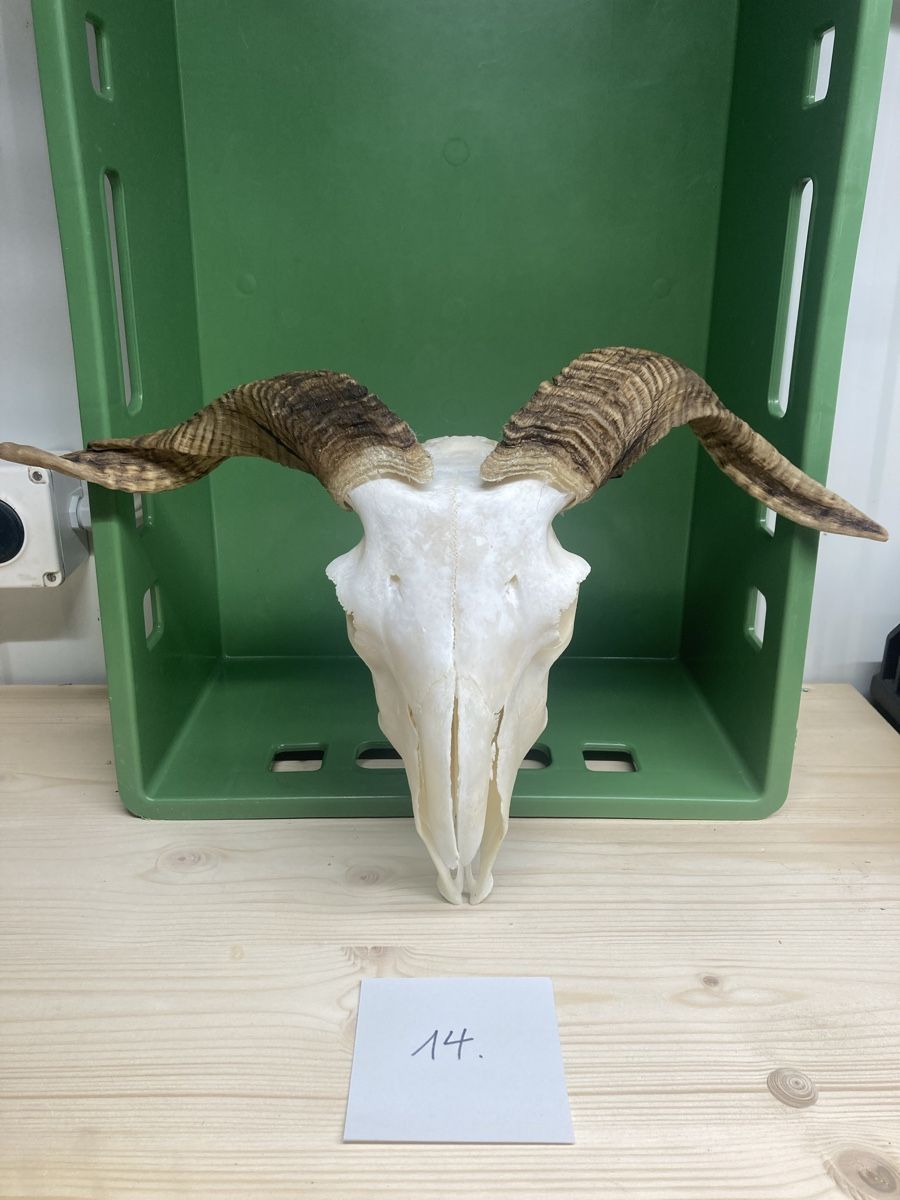 Tutte le decorazioni: Schädel – Usato da Menznau venduto da ric_7wwk 1