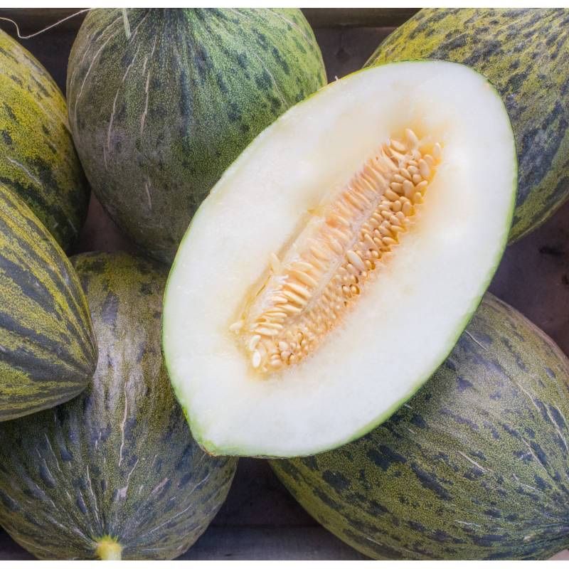 Piante & sementi: 20 Samen Honigmelone PIEL DE SAPO – Nuovo (secondo la descrizione) da Ehrendingen venduto da VerveinaSamen
