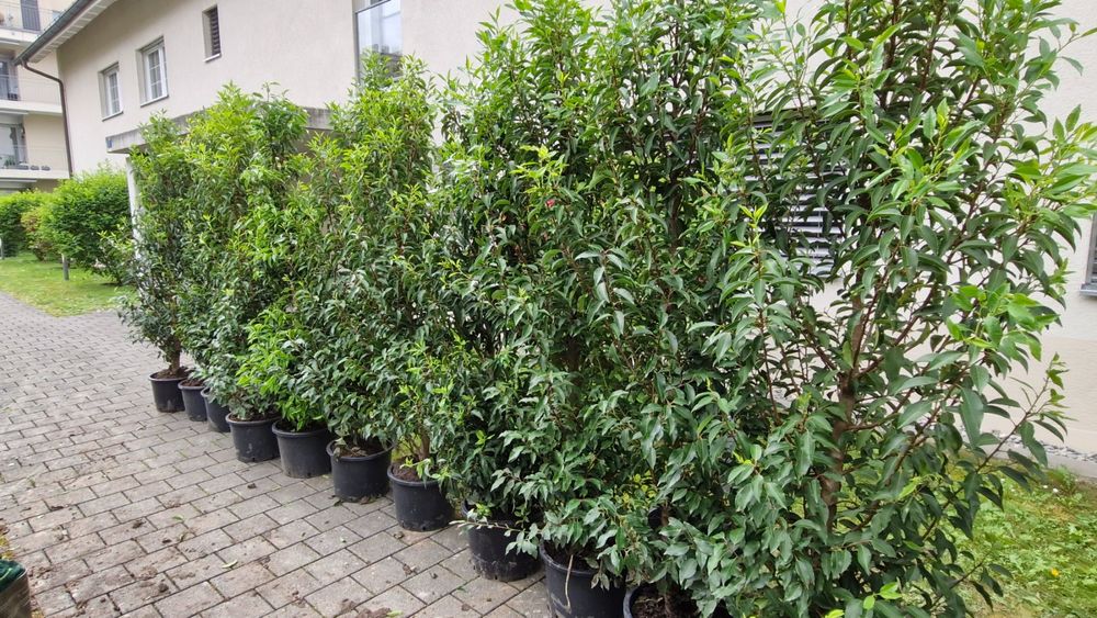 Kirschlorbeer 180 Cm Kaufen