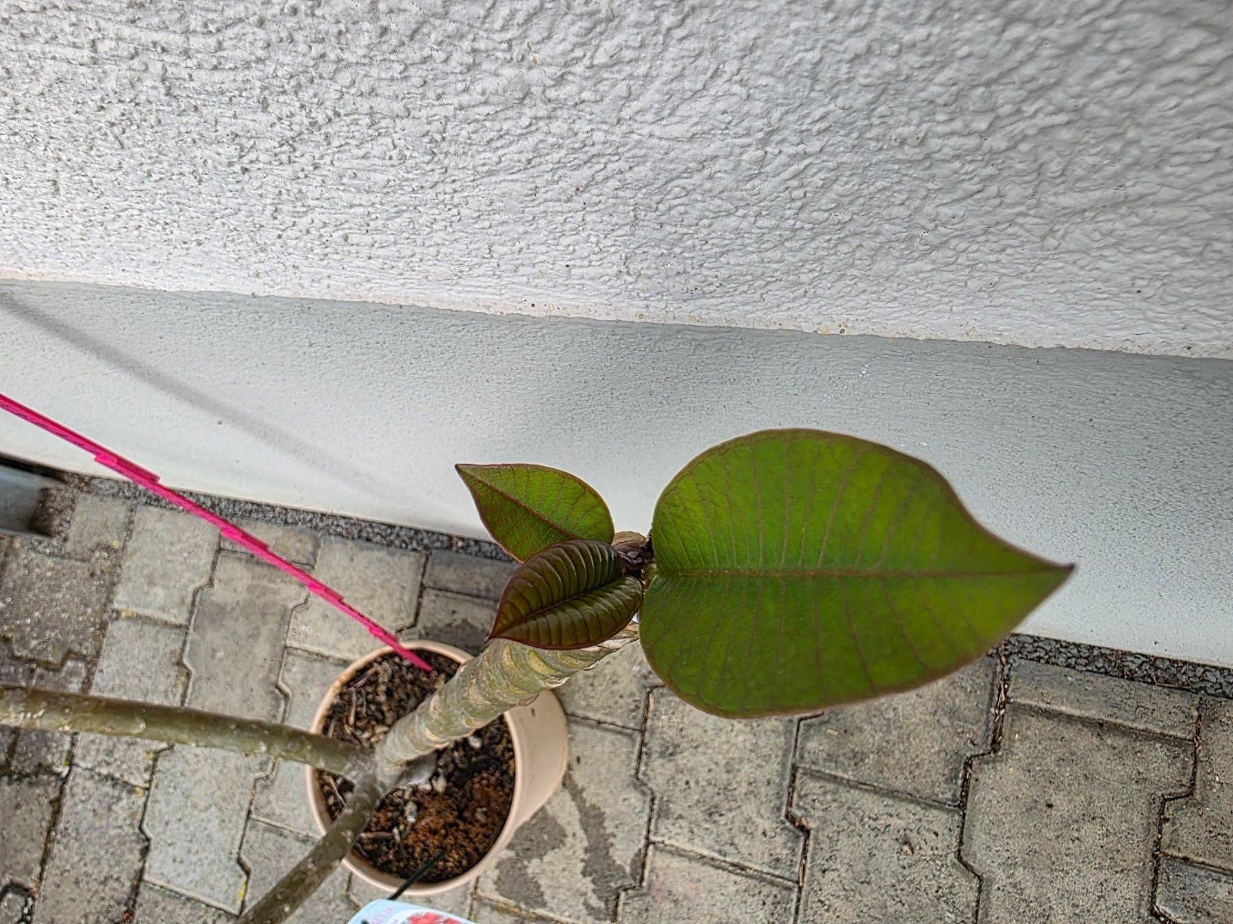Pflanzen & Samen: Plumeria rubra "Cardinal" / Frangipani / Tempelblume – Neu (gemäss Beschreibung) aus Thalheim von silvara01 7