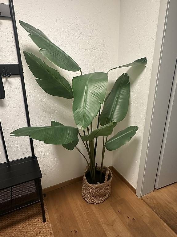Pflanzen & Samen: Kunstpflanzen / Fejka Ikea – Neu und originalverpackt aus Bern von ilariamaria