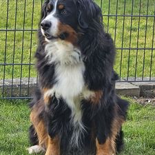 Profile image of Goldy