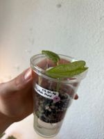 😍 Alocasia Frydek Mint Baby (Nr. 1)