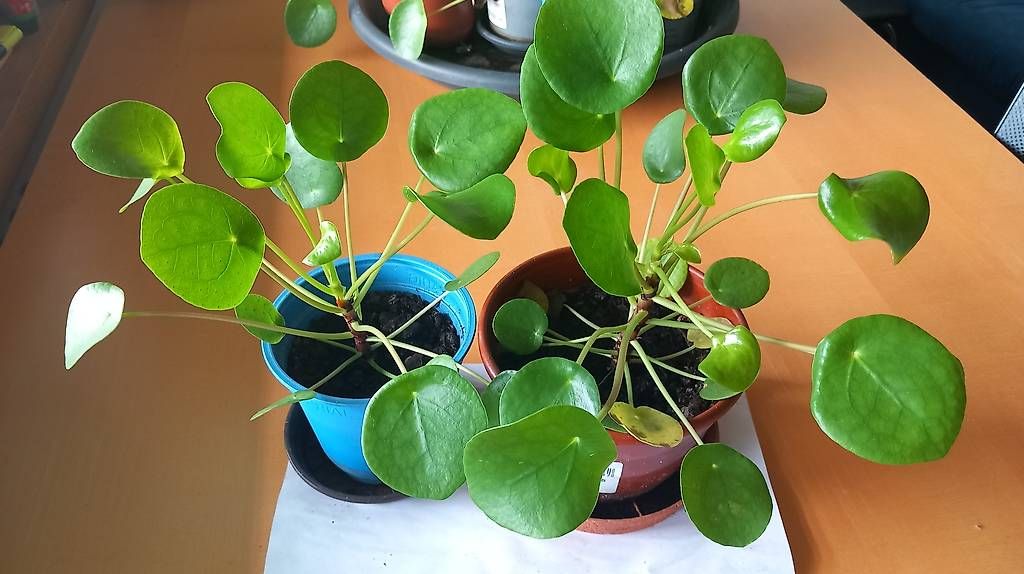 Piante & sementi: Pilea, die herrliche Zimmerpflanze – Nuovo (secondo la descrizione) da Escholzmatt venduto da Widar 1
