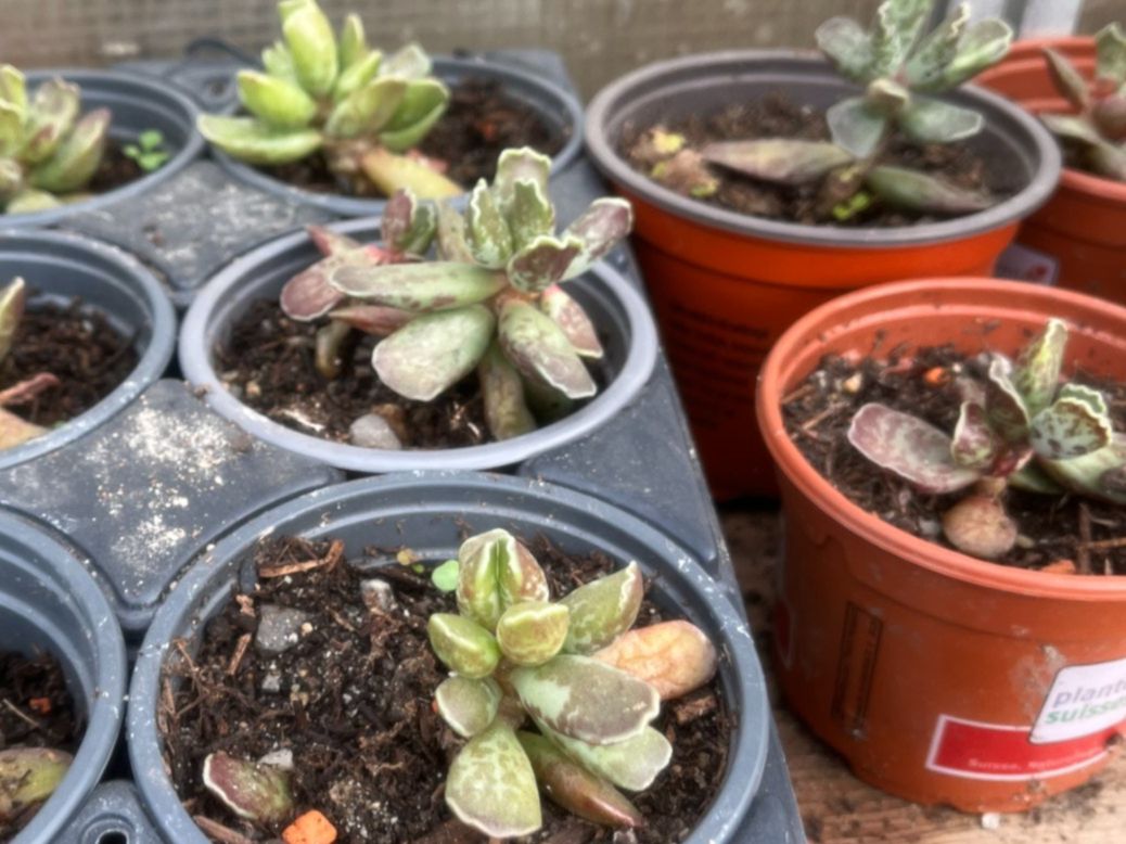Pflanzen & Samen: Adromischus cooperi – Neu (gemäss Beschreibung) aus Vinelz von Wellensittich55 4