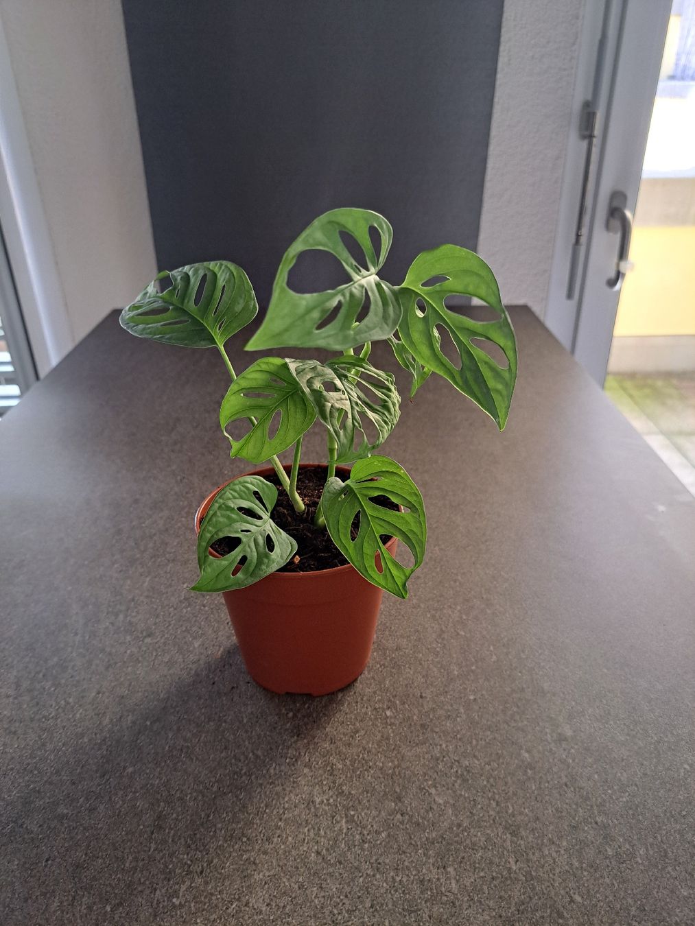 Piante & sementi: Monstera adensonii – Nuovo (secondo la descrizione) da Samstagern venduto da mel_ks7d