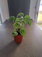 Monstera adensonii