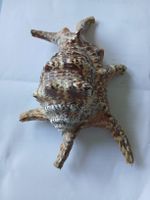 Chiagra, Grosse Stachelschnecke, Spindelschnecke, Muschel