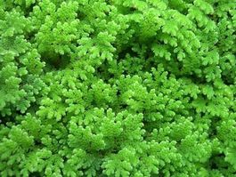 Azolla caroliniana  (plante flottante oxigénante)  100x