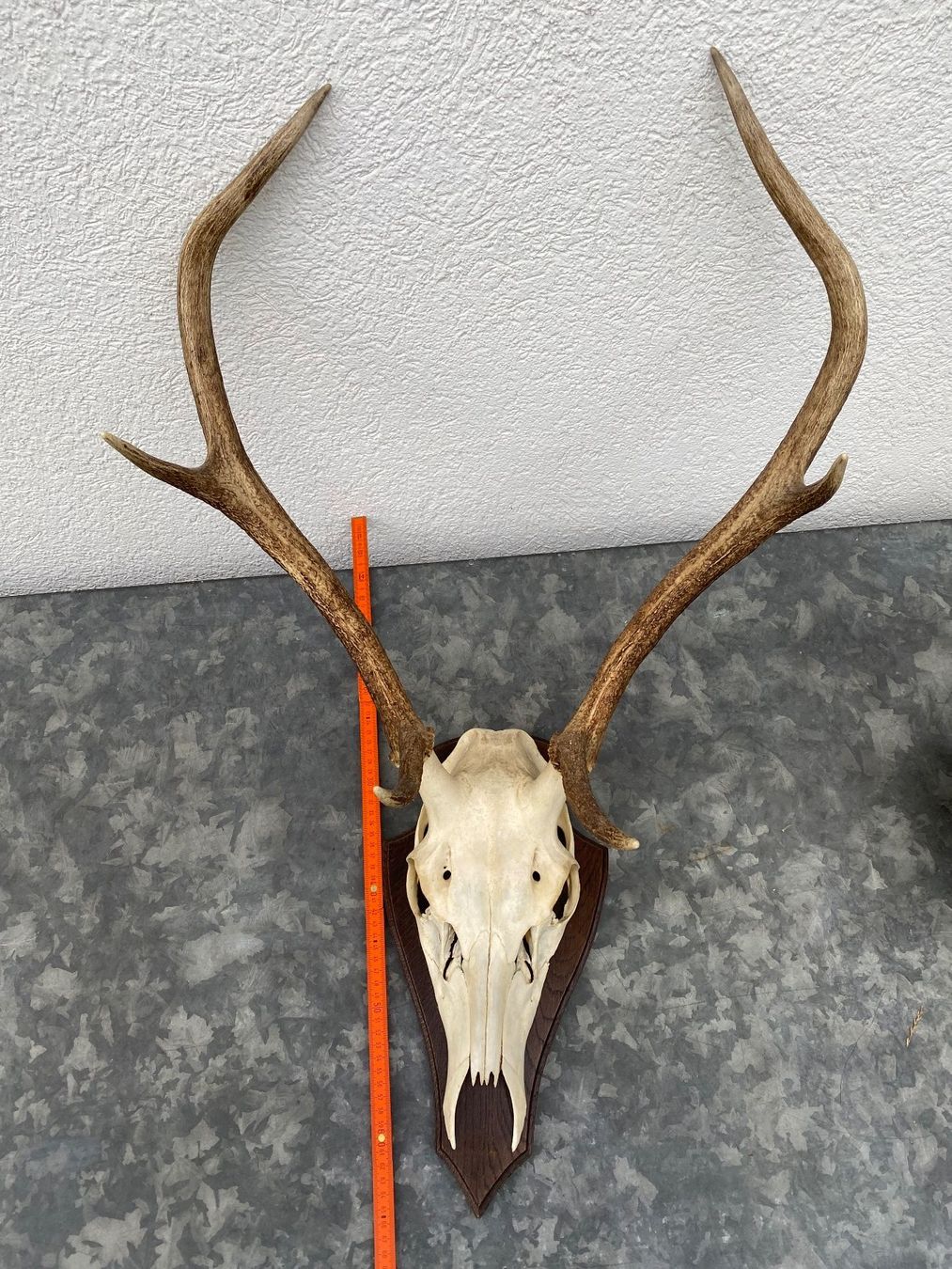 Altre raccolte & rarità: Hirschgeweih auf Holzschild, Trophäe, Dekoration, Jagd – Usato da Emmen venduto da Sutim2005 4