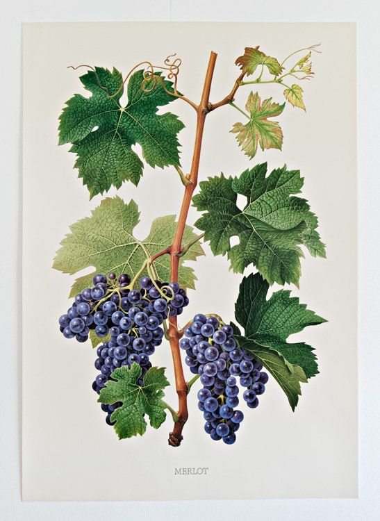 Livres: Cépages du vignoble suisse – D'occasion à Delémont par MaxPlan 7