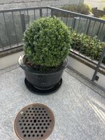 Japanische Stechpalme mit Topf