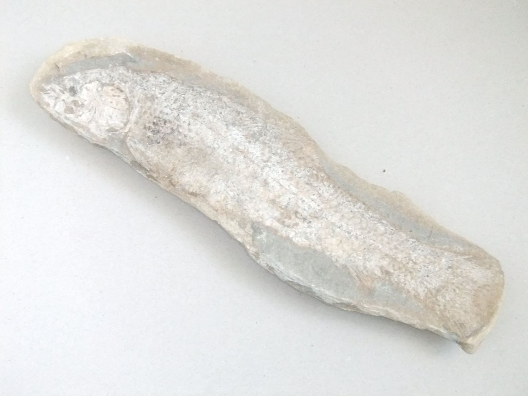 Fossilien: Mineralien Grosser Fisch – Gebraucht aus Esslingen von eintagammeer 1