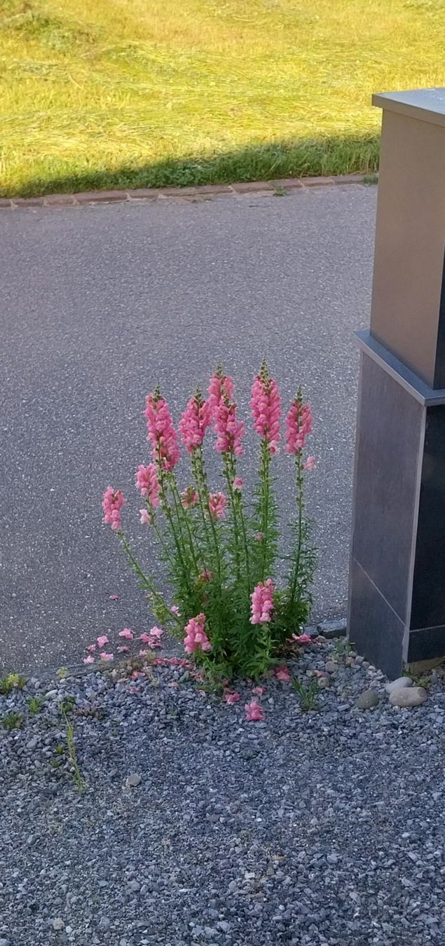 Plantes & graines: Löwenmäulchen rosa Samen ca. 20Stk – D'occasion à Schwaderloch par bademeister79