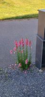 Löwenmäulchen rosa Samen ca. 20Stk