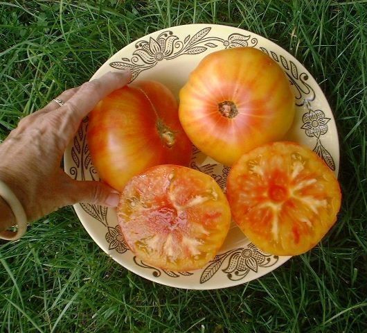 Pflanzen & Samen: 30 Samen FLAME Tomate – Neu (gemäss Beschreibung) aus Ehrendingen von VerveinaSamen 2