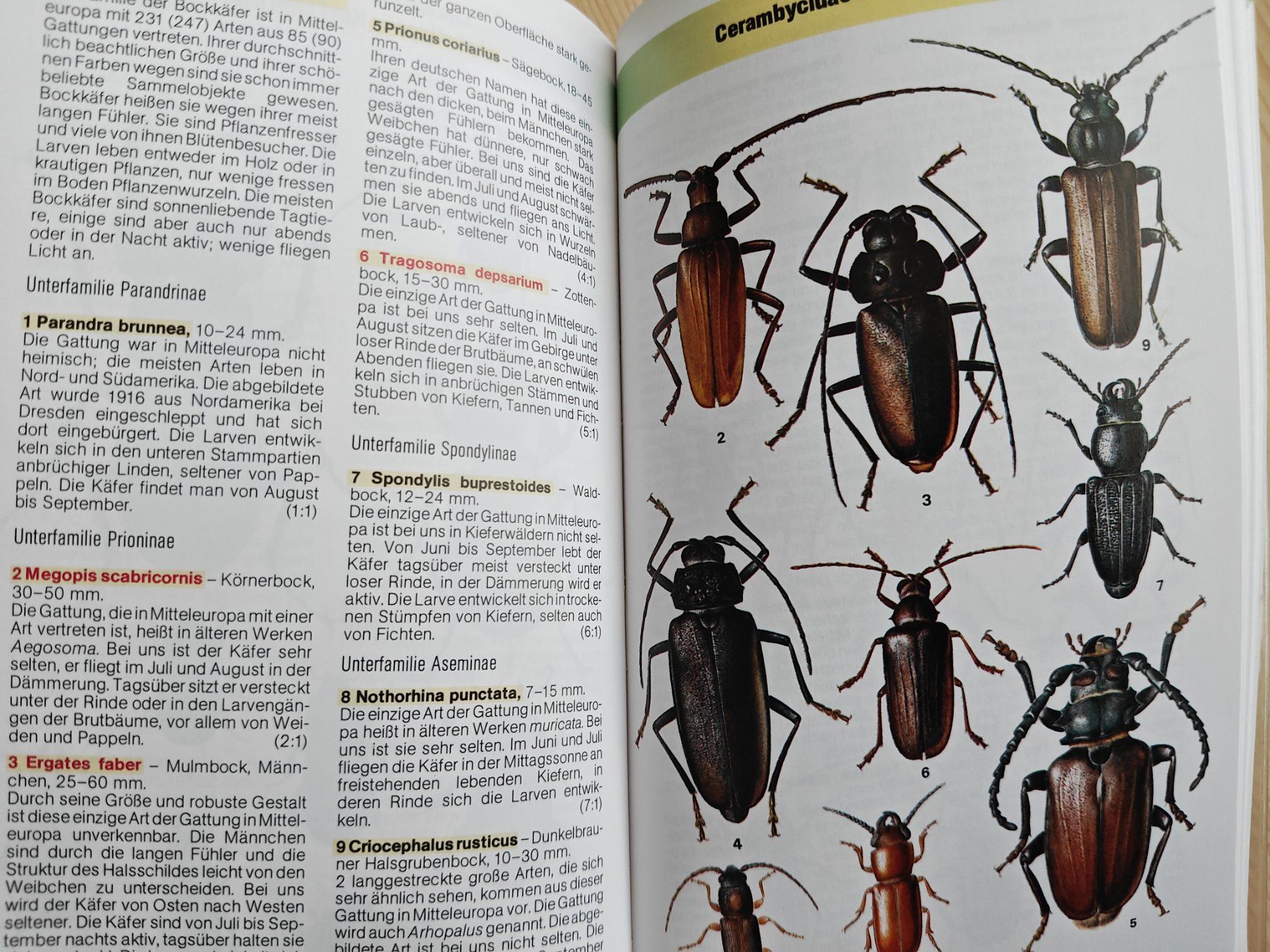 Libri: Der Kosmos-Käferführer / Harde/Severa - Mitteleuropa – Usato da Muttenz venduto da IkaSul 4
