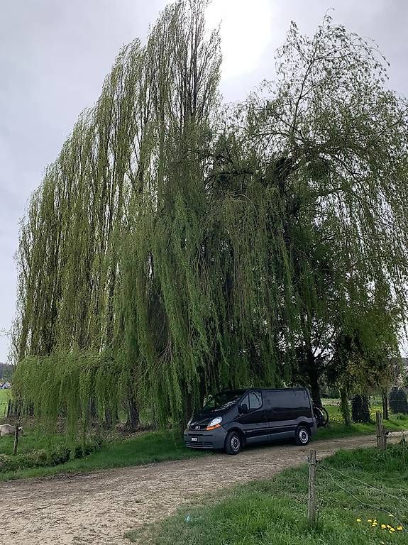 Veicoli da campeggio: Camper / Transporter – Usato da Arlesheim venduto da haslerch 2