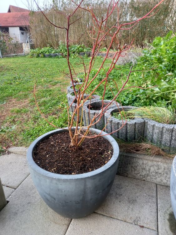 Dehner LeichtbetonPflanztopf (Topf Ø 44cm) Kaufen auf Ricardo