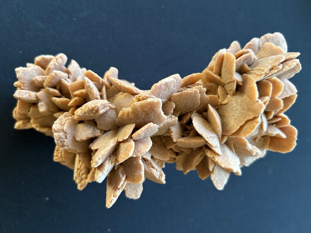 Wüstenrose Pflanzen - Robust & Schnellwachsend Für Garten & Balkon