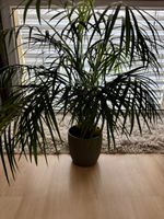 Plante d’intérieur — Palmier Areca