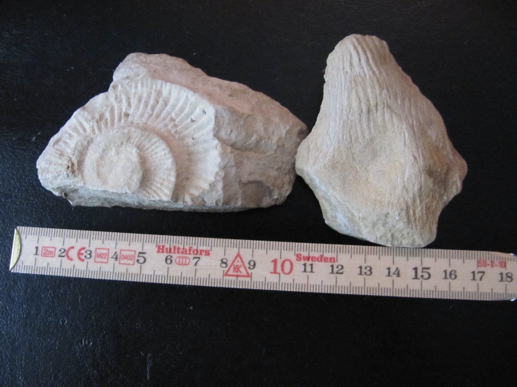 Minerali & Pietre curative: Fossilien-Set vom Jurasüdfuss – Usato da Selzach venduto da Sennemeitschi11 2