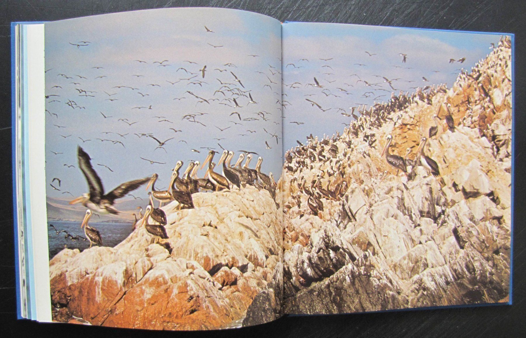 Libri: Oiseaux des terres lointaines. Ed Mondo – Usato da Genève venduto da Brindisina2019 8