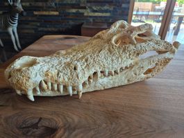 Krokodilschädel Kroko Präparat  Schädel echt