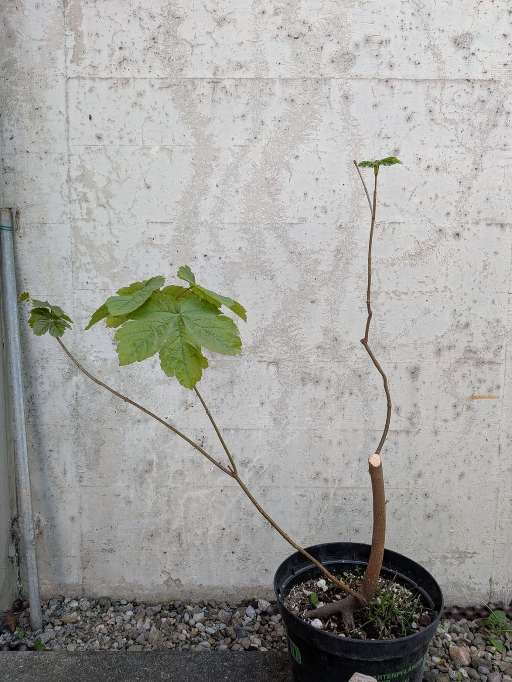 Piante & sementi: Bonsai Rohmaterial ab CHF 9: Bergahorn – Usato da Bern venduto da Hydrom