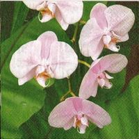 2 Servietten   Orchideen  rosa Zweig