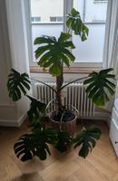 Monstera deliciosa, approx. 125 cm from soil, with coco pole